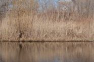 Alley Pond Beauty 