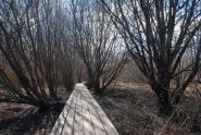 Walking the Path 