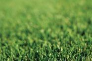 Grass 