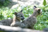 Cute Kittens at the Queens Zoo 