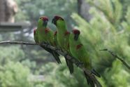 Parrots at the Zoo 
