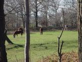 Lemon Creek Stable 