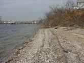 Shell Covered Shore 