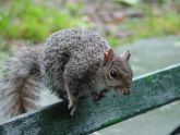 Squirrel 