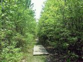 Meadow Boardwalk 