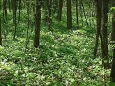 The Forest Floor 