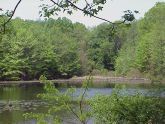 Blue Heron Pond 