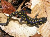 Allison Park, Spotted Salamander 