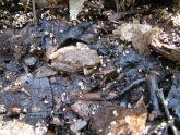 Spring Peeper Frog in Allison Park 