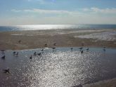 Snowbirds 