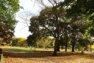 Prospect Park in Fall 