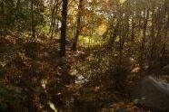 Prospect Park in Fall 