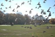 Pigeons in Prospect Park 