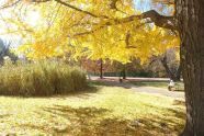 Prospect Park 