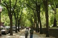 Fort Greene Park 