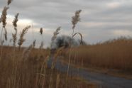 The Path 