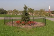 A Tree Stands 