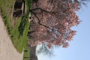 Cherry Blossom 