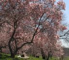 Cherry Blossom 
