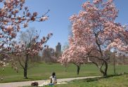 Cherry Blossom 