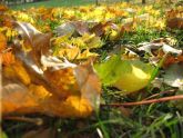 Leaves 
