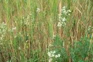 Baccharis Flowers in Four Sparrow Marsh 