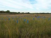 Four Sparrow Marsh 