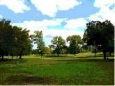 Lush Green Field with Trees 
