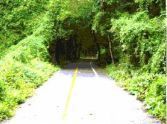 Road with a tree Canopy 