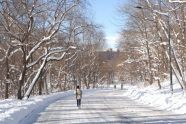 North Woods in Winter 