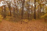 Two Roads Diverged in a Yellow Wood 