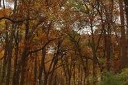 A Fall Scene 