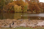 Geese by the Lake 