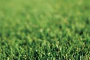 Park grass 