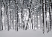 Forest Park 