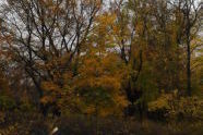 Van Cortlandt Park 