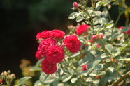 Brooklyn Botanic Garden 
