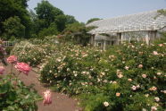 Brooklyn Botanic Garden 
