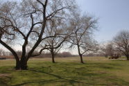 Canarsie Park 