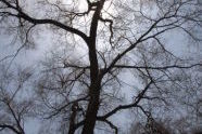 Canarsie Park 