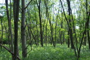 Highland Park 