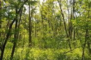 Highland Park 