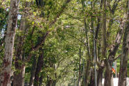 Jackie Robinson Park 