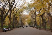 Central Park 