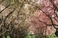 Central Park 