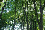 Fort Tryon Park 