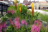 The High Line 