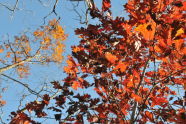 Alley Pond Park 