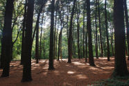 Forest Park 