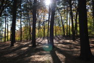 Forest Park 
